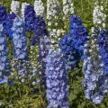 Combating British Garden Pests: Protecting Your Perennial and Annual Flowers