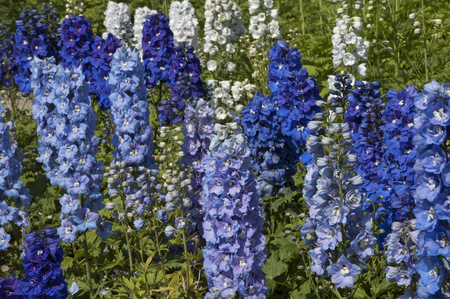 Combating British Garden Pests: Protecting Your Perennial and Annual Flowers