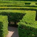 Managing Box Tree Caterpillar Infestations: A Modern Challenge for UK Box Hedges