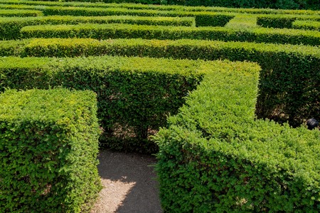 Managing Box Tree Caterpillar Infestations: A Modern Challenge for UK Box Hedges