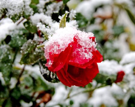 Overwintering Herbs in the UK: Rosemary, Thyme, and More