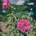 Organic and Eco-Friendly Methods for Growing Roses in the British Isles