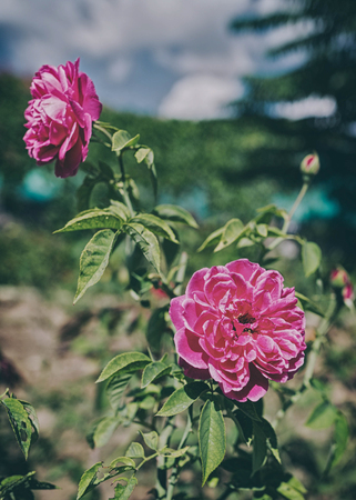 Organic and Eco-Friendly Methods for Growing Roses in the British Isles