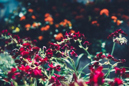 Preventing and Treating Scale Insects in Houseplants and Outdoor Borders