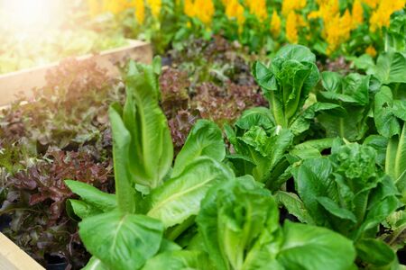 Successional Sowing: Maximising Yields Throughout the UK Growing Season