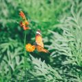 Making Your Garden a Haven for Pollinators and Birds: Strategies for a Biodiverse Backyard