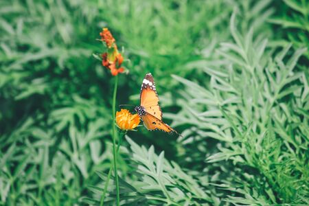 Making Your Garden a Haven for Pollinators and Birds: Strategies for a Biodiverse Backyard