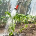 Rainwater Harvesting and Sustainable Irrigation Systems for British Greenhouses