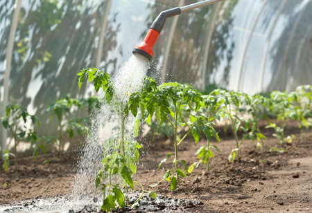 Rainwater Harvesting and Sustainable Irrigation Systems for British Greenhouses