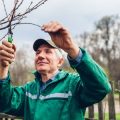 Recognising Tree Health Emergencies in Britain: When to Call a Certified Arborist