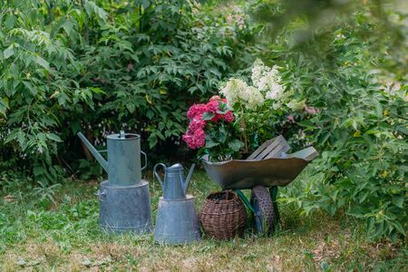 The Importance of Pond Edges: Planting and Habitat Tips for UK Wildlife