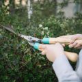 Pruning and Cutting Back: Monthly Schedules and Best Practices