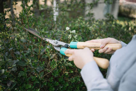 Pruning and Cutting Back: Monthly Schedules and Best Practices