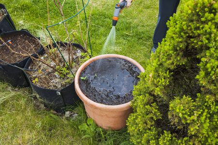 Eco Hints: Preventing Green Algae and Mosquitoes in Your Water Butt