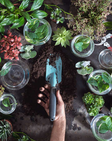 Best Practices for Planting and Propagating Perennial Flowers in the UK