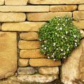 Dry Stone Walling as Edging: Techniques and Heritage in the UK