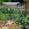 Homemade Compost vs Shop-Bought: What’s Best for Allotment Beds?