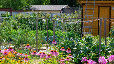 Homemade Compost vs Shop-Bought: What’s Best for Allotment Beds?