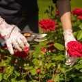 The History and Tradition of Flower Gardening in the United Kingdom