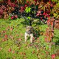 Garden Fencing and Boundaries: Balancing Security and Hedgehog Accessibility