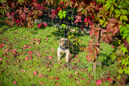 Garden Fencing and Boundaries: Balancing Security and Hedgehog Accessibility