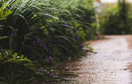 Coping with the British Climate: Weather-Resilient Plants for Continuous Colour