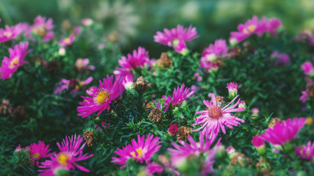 Physical Barriers and Traps: Non-Toxic Approaches for Common UK Garden Pests