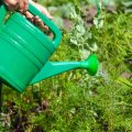 Managing Weeds and Pests on a New Allotment Using British Techniques