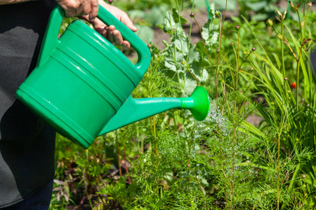 Managing Weeds and Pests on a New Allotment Using British Techniques