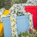 The Art of Container Gardening: Portable Seasonal Colour Solutions for Patios and Terraces
