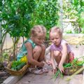Designing Small Gardens for Families with Children or Pets