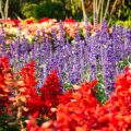 Water-wise British Flower Gardens: Selecting Drought-tolerant Perennials and Annuals