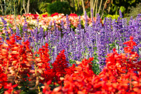 Water-wise British Flower Gardens: Selecting Drought-tolerant Perennials and Annuals