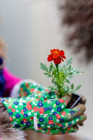 Overwintering Tender Perennials and Propagating Young Plants Under Cover