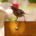 Dealing with Pests and Predators: How to Keep Bird Feeders and Nesting Boxes Safe