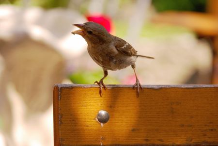 Dealing with Pests and Predators: How to Keep Bird Feeders and Nesting Boxes Safe