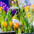 The Science Behind Bird Behaviour: How Feeders and Nesting Boxes Influence Nesting and Feeding Habits