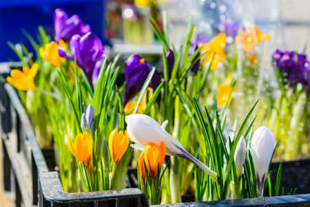 The Science Behind Bird Behaviour: How Feeders and Nesting Boxes Influence Nesting and Feeding Habits