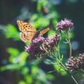 Safe Use of Pesticides: Protecting Wildlife and Pollinators in Your British Garden