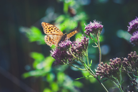 Safe Use of Pesticides: Protecting Wildlife and Pollinators in Your British Garden