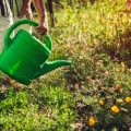 The Science of Rainwater: Analysing Water Quality and Its Effects on Plant Health