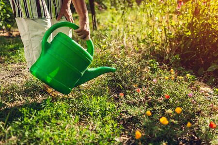 The Science of Rainwater: Analysing Water Quality and Its Effects on Plant Health