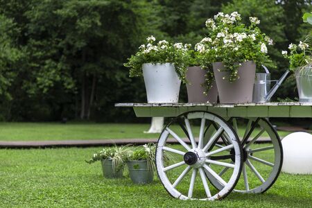 Defending Against Cabbage White Butterflies: Life Cycle, Damage, and Best Protection Practices