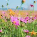 The Role of Wildflower Meadows in British Biodiversity Conservation