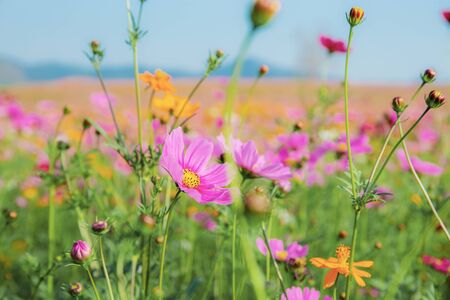 The Role of Wildflower Meadows in British Biodiversity Conservation