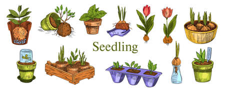 Choosing Containers and Soil for Urban Gardens