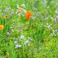 Lawn Alternatives: Creating Wildflower Meadows for Bees