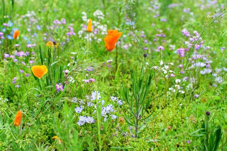Lawn Alternatives: Creating Wildflower Meadows for Bees