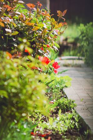 Traditional Materials in Pathways and Edging: A British Perspective