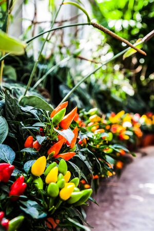 Best Climbing Vegetables and How to Train Them Up